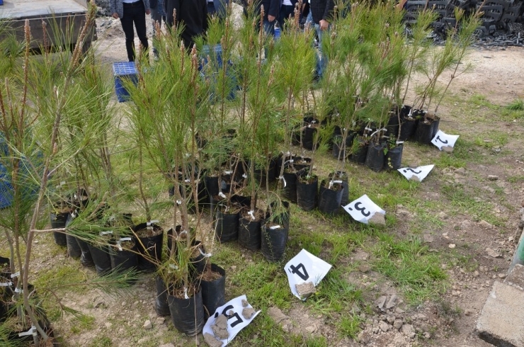 Orman Bölge Müdürlüğü, Üstün Nitelikli Kızılçam Tohum Bahçesi Kurdu
