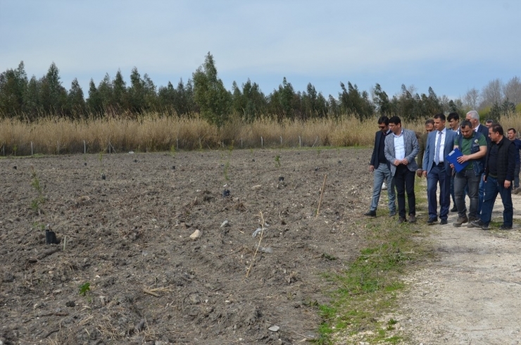 Orman Bölge Müdürlüğü, Üstün Nitelikli Kızılçam Tohum Bahçesi Kurdu