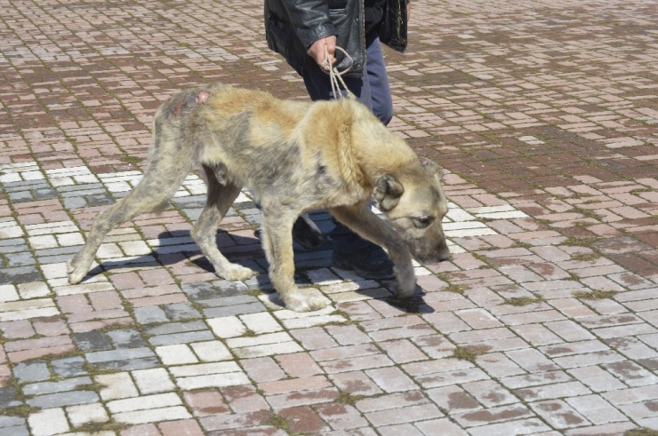 Sokak Köpeği Bakımevine Teslim Edildi