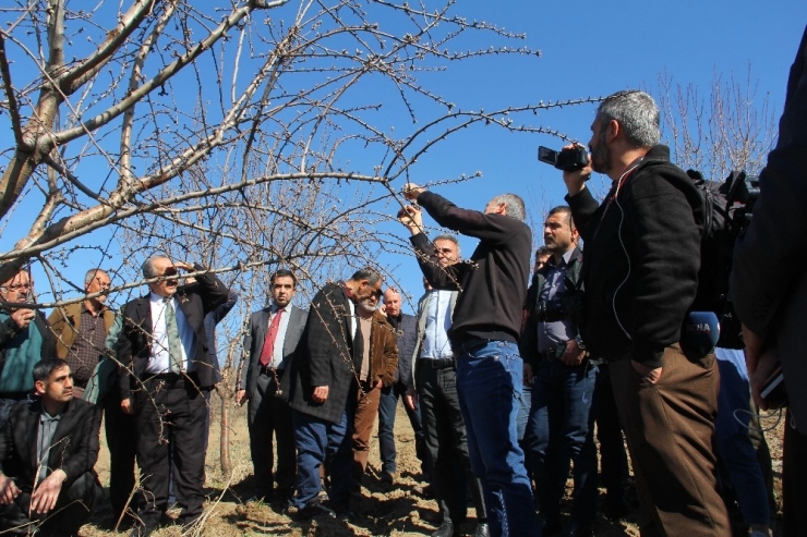 Meyve Yetiştiriciliği Ve Budama Eğitimi