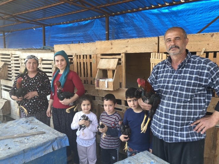 Araba Fiyatına Horozlar, Arap Ülkelerinin Gözdesi Oldu