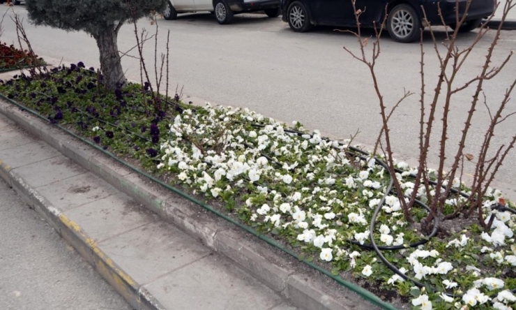 250 Bin Çiçek Toprakla Buluşuyor