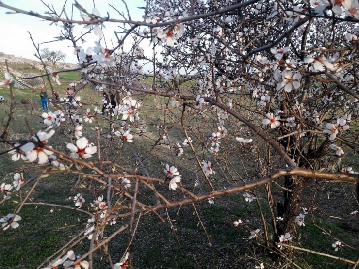 Silvan’da Badem Ağaçları Çiçek Açtı