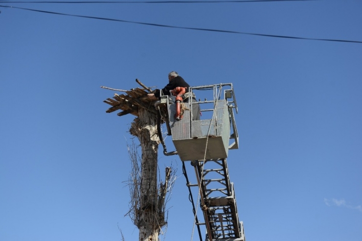 Muhtar Leylek Yuvasını Tamir Etti