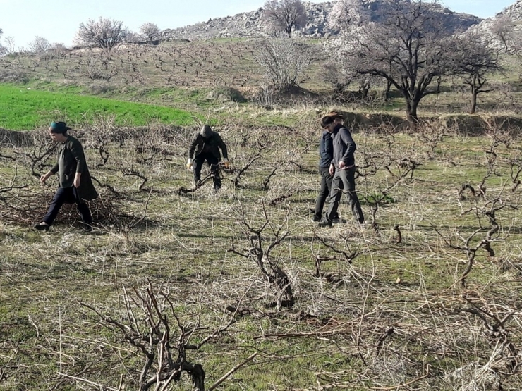 Silvan’da Bağ Budama Dönemi Başladı