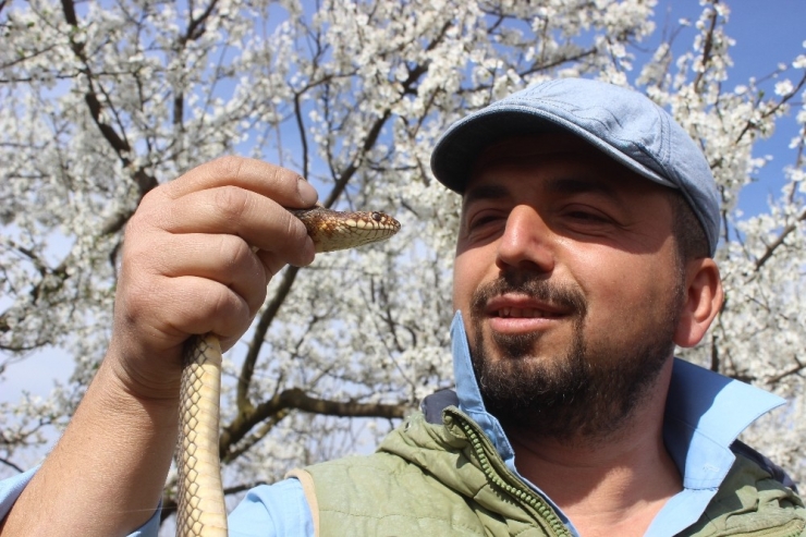 Doğaya Çıkacaklar Dikkat...yılanlar Bu Yıl Erken Uyandı