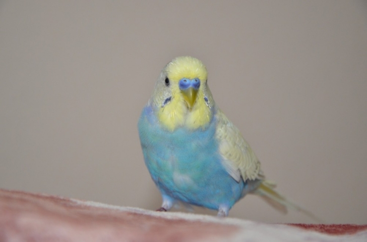 Fanatik Beşiktaşlı Muhabbet Kuşu Evin Maskotu Oldu