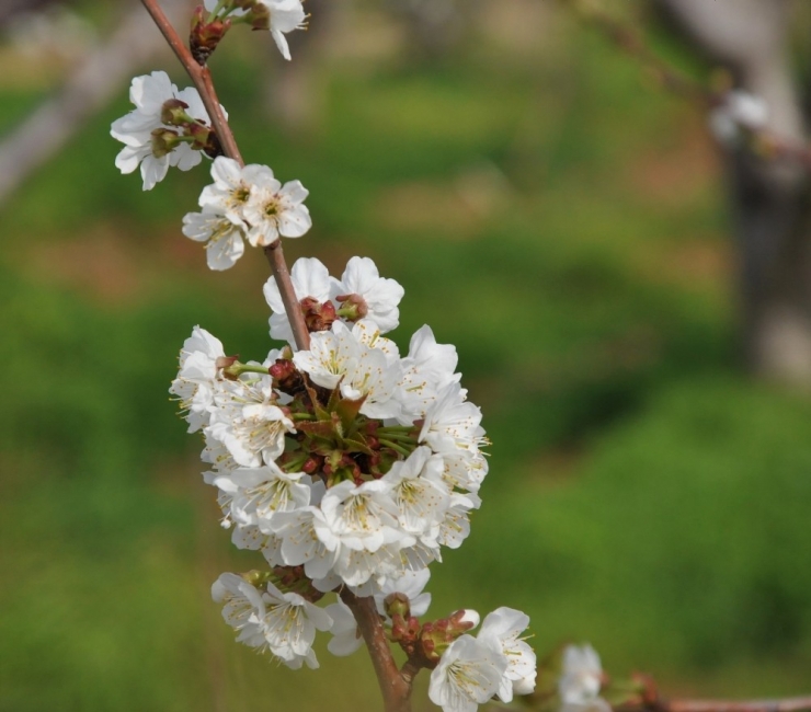 Kuzey Yarım Kürenin İlk Kirazları Çiçek Açtı