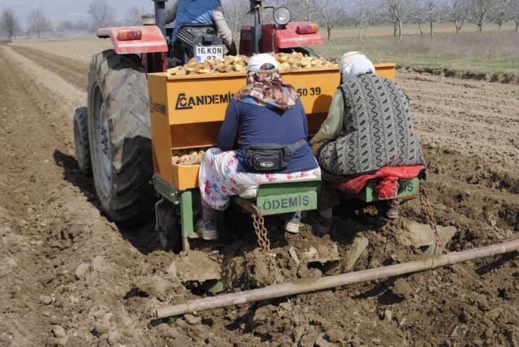 Bursa’da Patates Ekimi Başladı