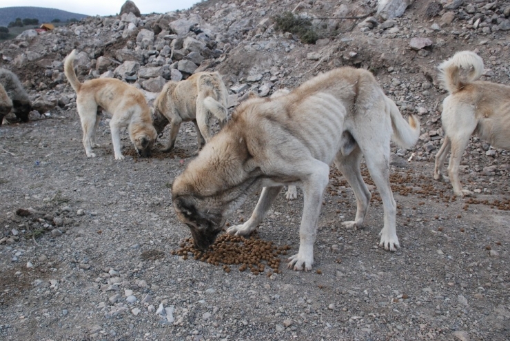 Zile’de Sokak Hayvanları Ölüme Terk Edildi