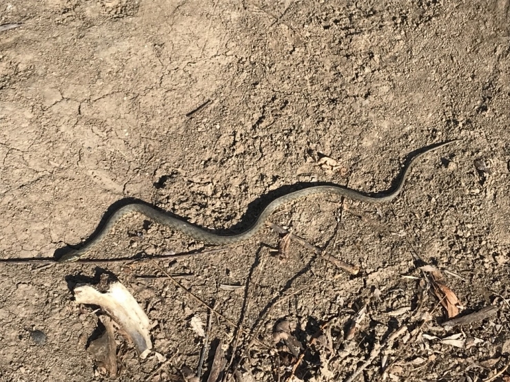 Vatandaş Parkta Bulduğu Yılanı Avucunda Sevdi