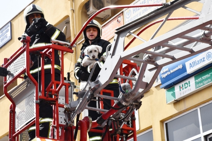 Balkonda Mahsur Kalan Yavru Köpeği İtfaiye Kurtardı