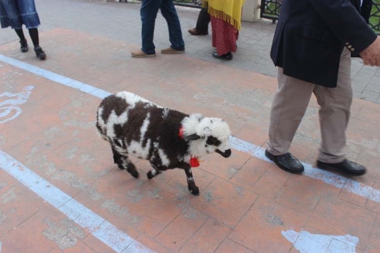 Çarşamba’nın Göz Bebeği Kuzu “Kibrit”