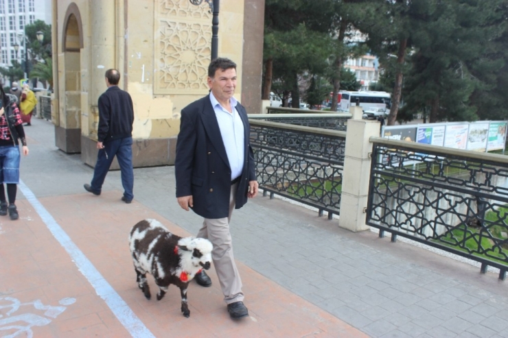 Çarşamba’nın Göz Bebeği Kuzu “Kibrit”