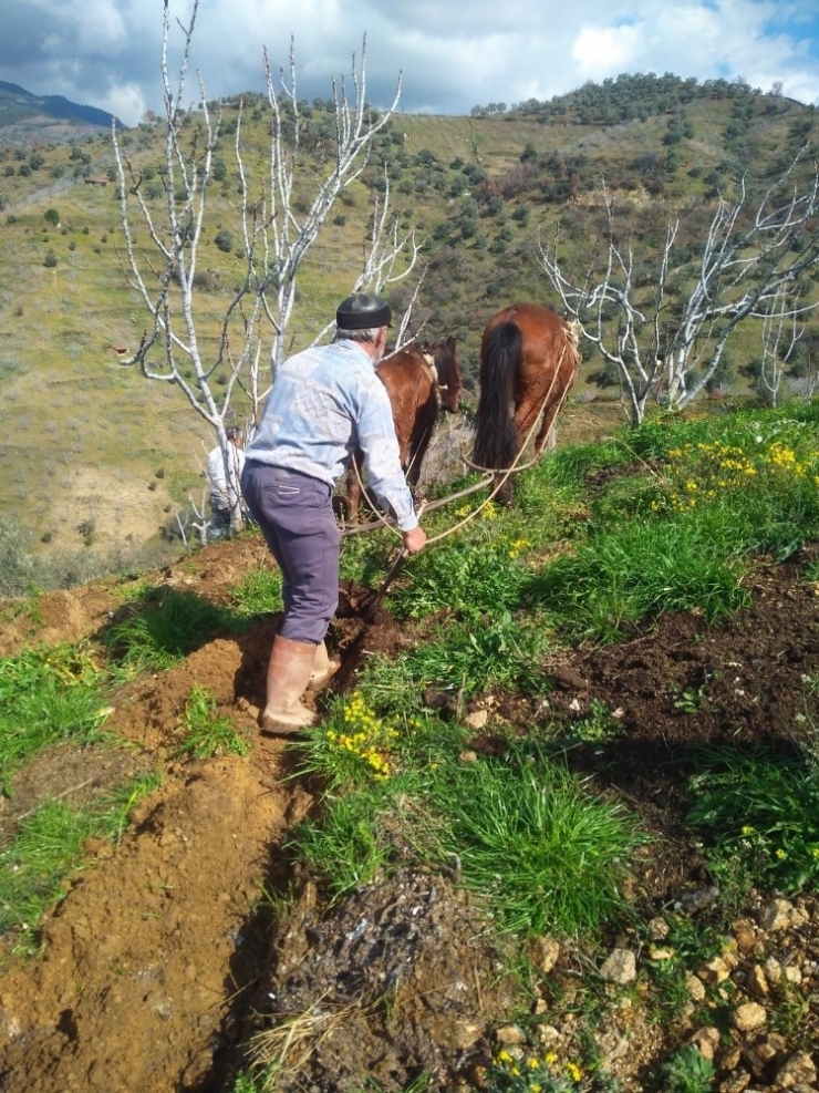 Ege’de Çiftçiler Tarlaya İndi