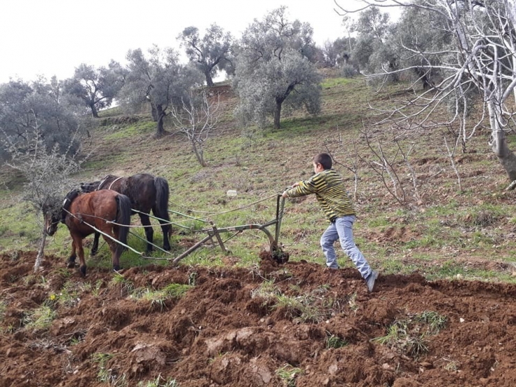 Ege’de Çiftçiler Tarlaya İndi