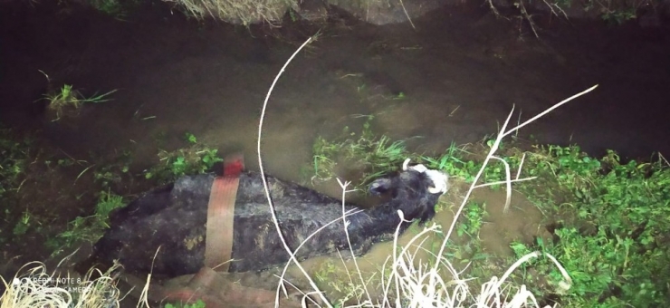 Çamura Saplanan İki İneği İtfaiye Kurtardı