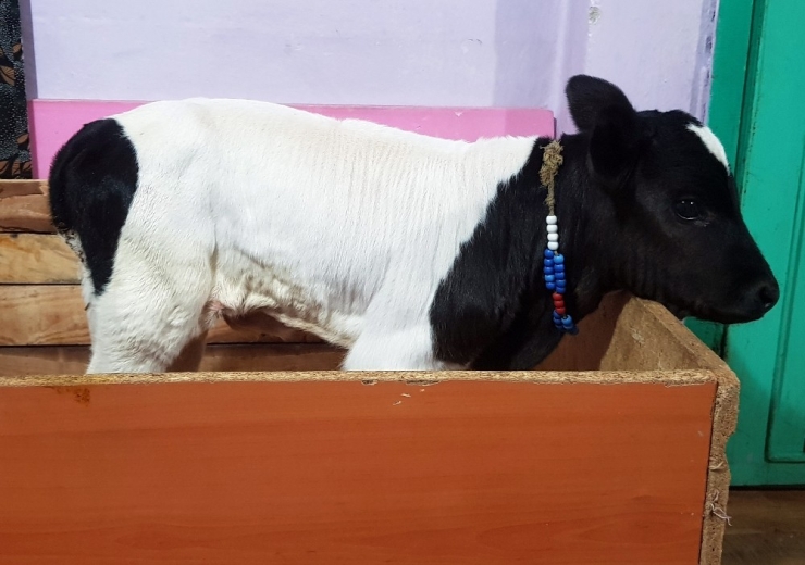 15 Kilo Doğan Prematüre Buzağı, 14 Ayda 395 Kiloya Ulaştı