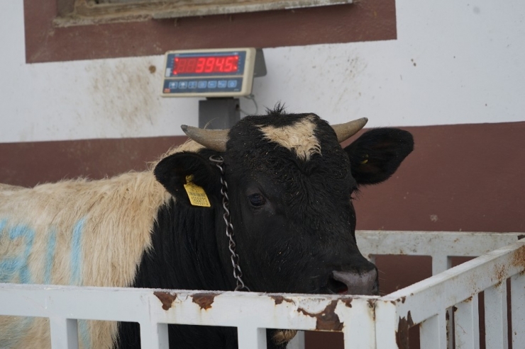 15 Kilo Doğan Prematüre Buzağı, 14 Ayda 395 Kiloya Ulaştı