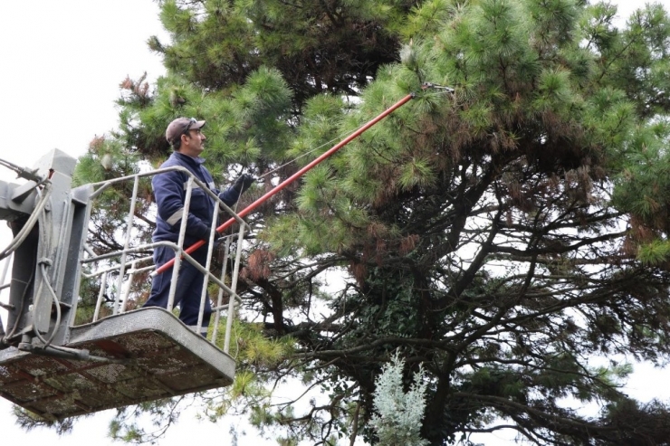 Kocaeli, Çam Kese Böceği İle Mücadeleyi Kazandı