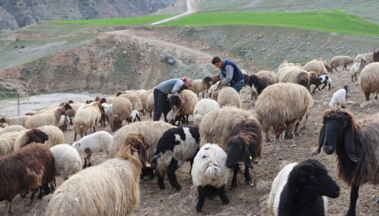 Göçerlerin Zorlu Yaşamı