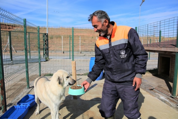 Koronavirüs’e Karşı Hayvan Barınağı Ziyaretlere Kapatıldı