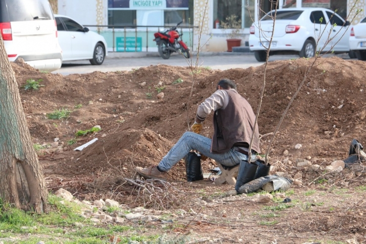 Antep Fıstığı Savaşı Kızıştı