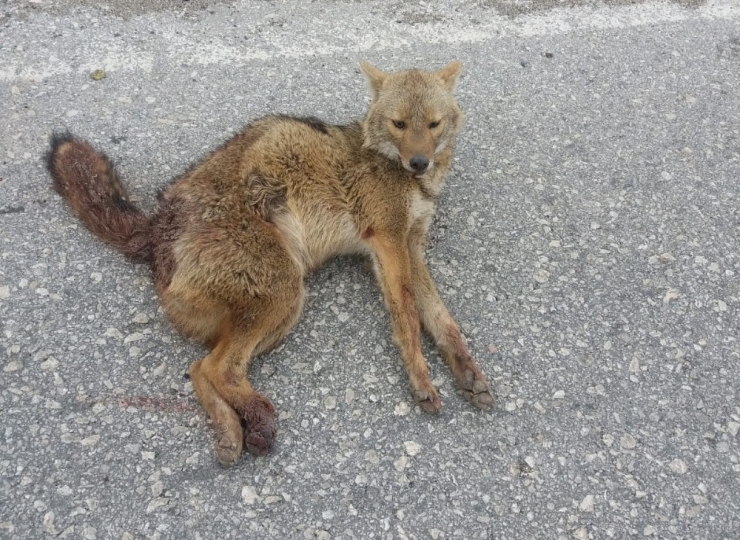 Adıyaman’da Tilkiye Otomobil Çarptı