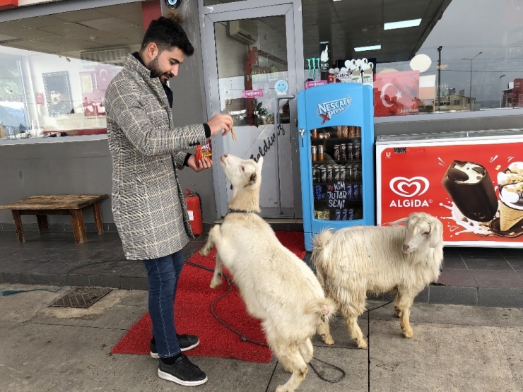 İş Yerinde İki Keçi Besliyor