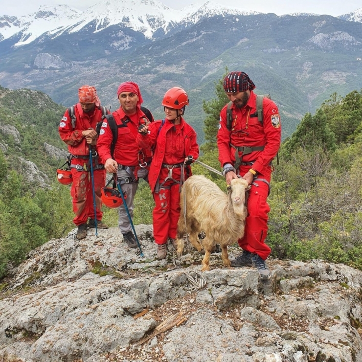 Mağarada Mahsur Kalan Keçiyi Akut Kurtardı