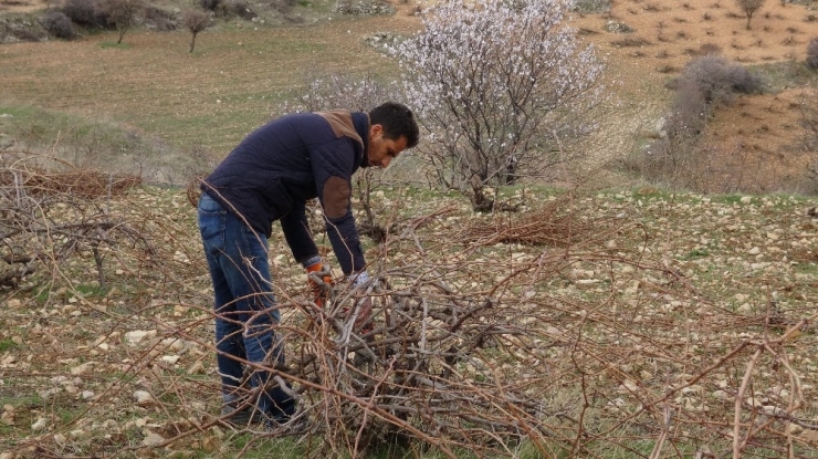 Gercüş’te Bağ Budama Dönemi Başladı