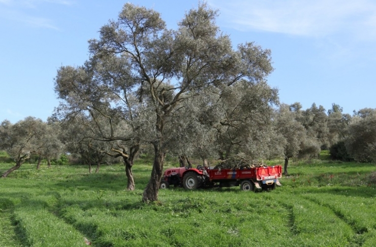 Budanan Zeytin Ağaçları, İhtiyaç Sahiplerinin Yüzünü Güldürecek