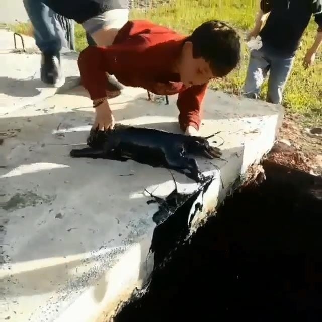 Diyarbakırlı Çocuklar Petrol Kuyusuna Düşen 2 Yavru Köpeği Kurtardı