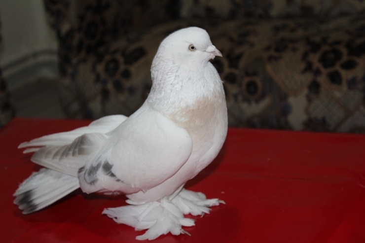 Lüks Ev Fiyatına Güvercin