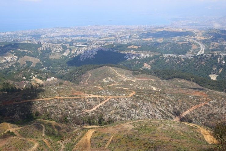 Yanan Orman Alanları Yeniden Yeşeriyor