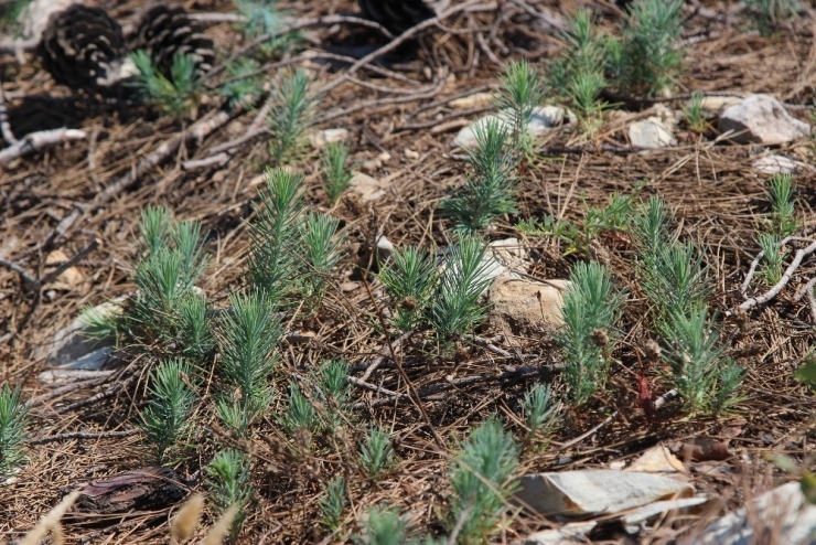 Yanan Orman Alanları Yeniden Yeşeriyor