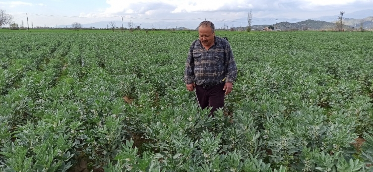 Taze Baklanın Hasadı Gecikti, Nisan Ayında Sofralarda