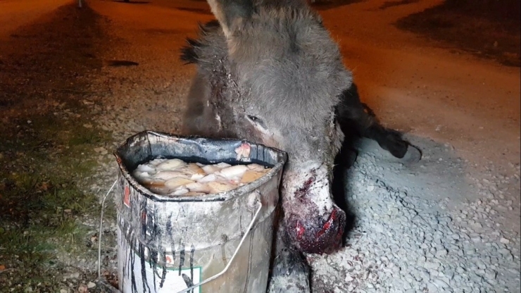 Aracıyla Çarpıp Kaçtığı Eşeği Ölüme Terk Etti