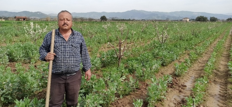 Taze Baklanın Hasadı Gecikti, Nisan Ayında Sofralarda