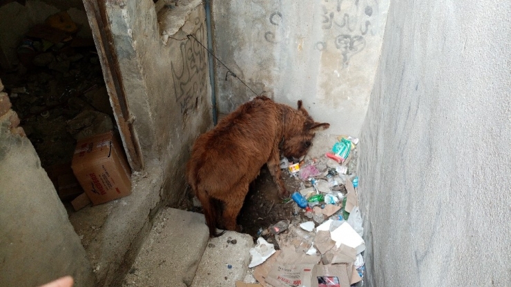 Metruk Evde Ölüme Terk Edilen Eşeği Belediye Ekipleri Kurtardı