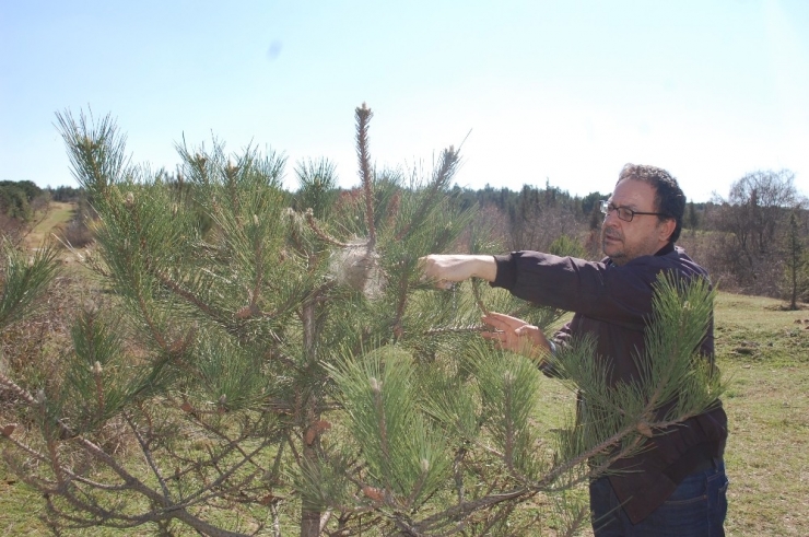 Çam Kese Kurtları Ağaçlara Zarar Veriyor