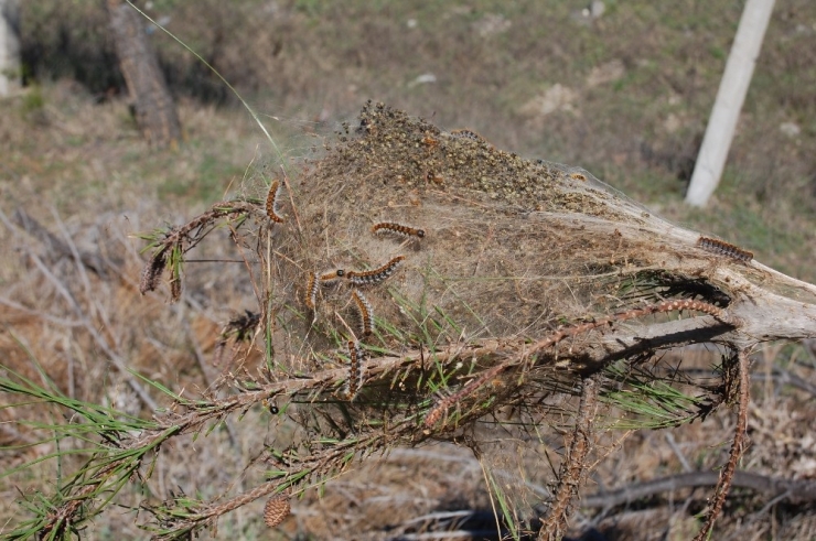 Çam Kese Kurtları Ağaçlara Zarar Veriyor