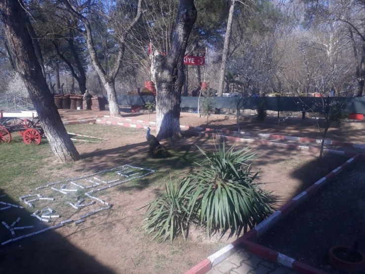 Pazarkule’deki Tavus Kuşları Güvenli Bir Alana Taşındı