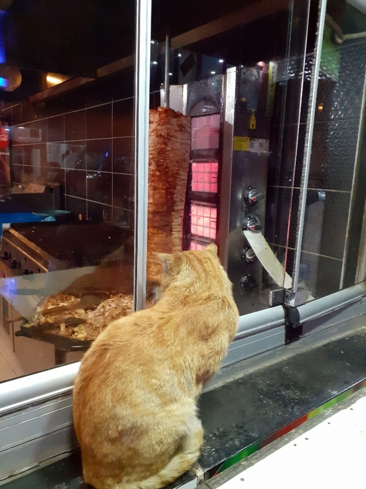 Ağrı’da Tavuk Dönere Bakan Aç Kedi Yürekleri Sızlattı