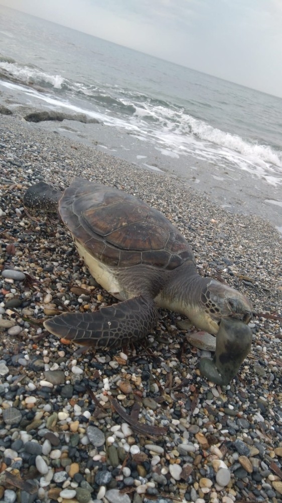 Antalya’da Caretta Caretta Ölüsü Sahile Vurdu