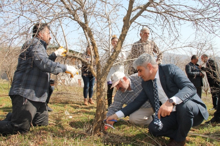 Bitlis Ekonomisine Katkı Sunan Nar Ağacının Budamasına Başlanıldı