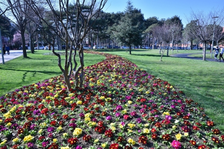 Bursa’da Erik Ve Bademler Çiçek Açtı