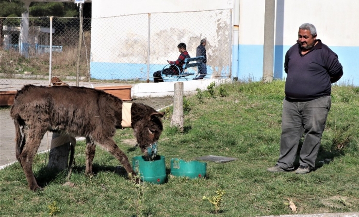 Sürücünün Ölüme Terk Ettiği Eşek Tedavi Altına Alındı