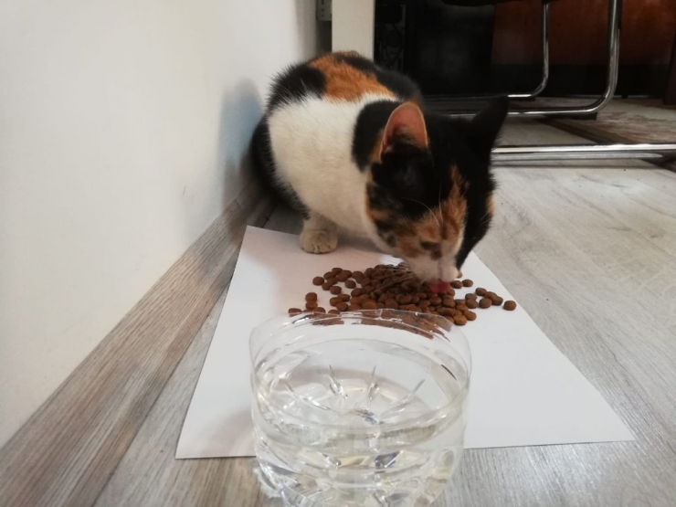 Kanyon Köprünün Ayaklarında Mahsur Kalan Yavru Kedi Kurtarıldı