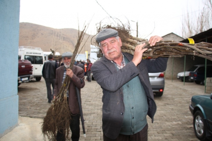 Oltulu Çiftçilere 10 Bin Ceviz Fidanı Hibe Edildi